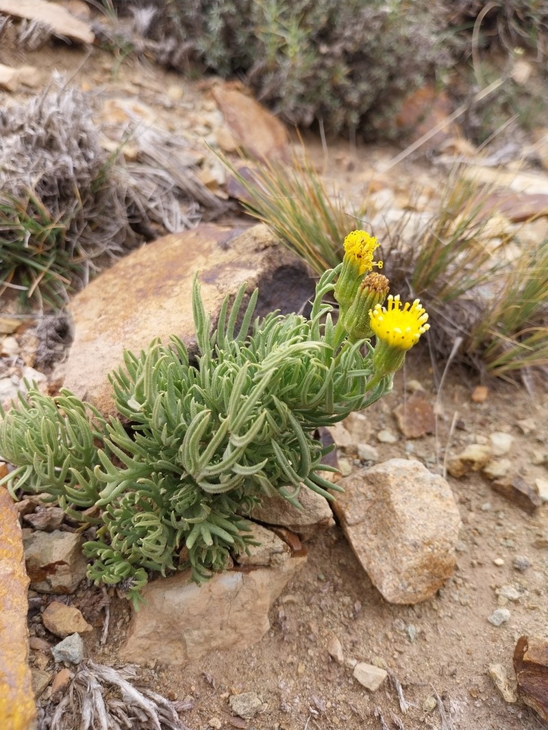 Senecio calingastensis photo 2