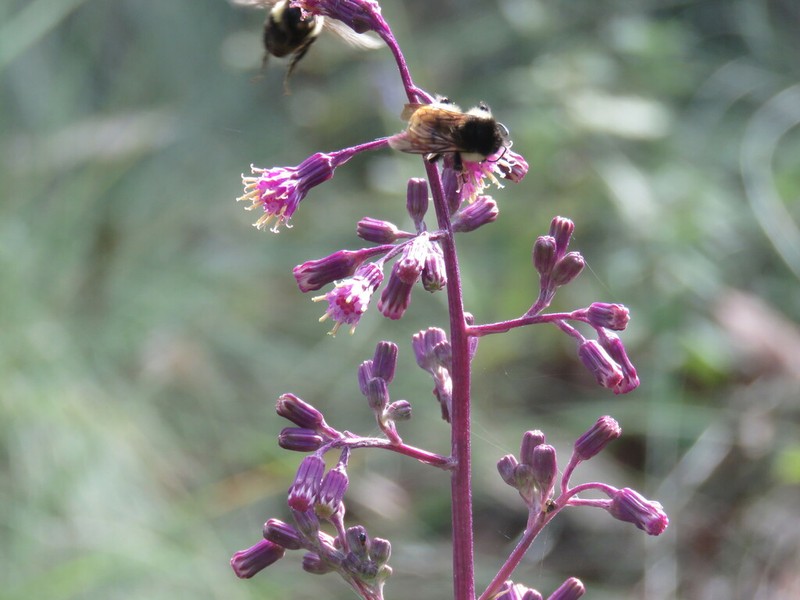 Senecio callosus