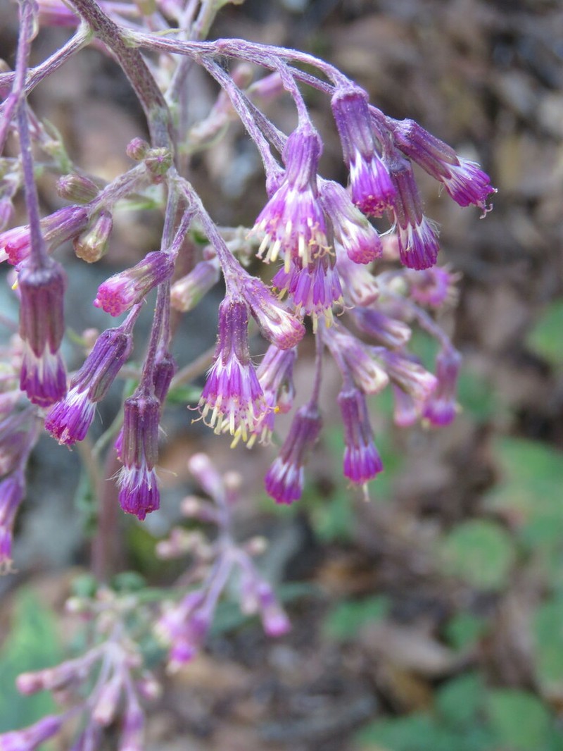 Senecio callosus photo 5