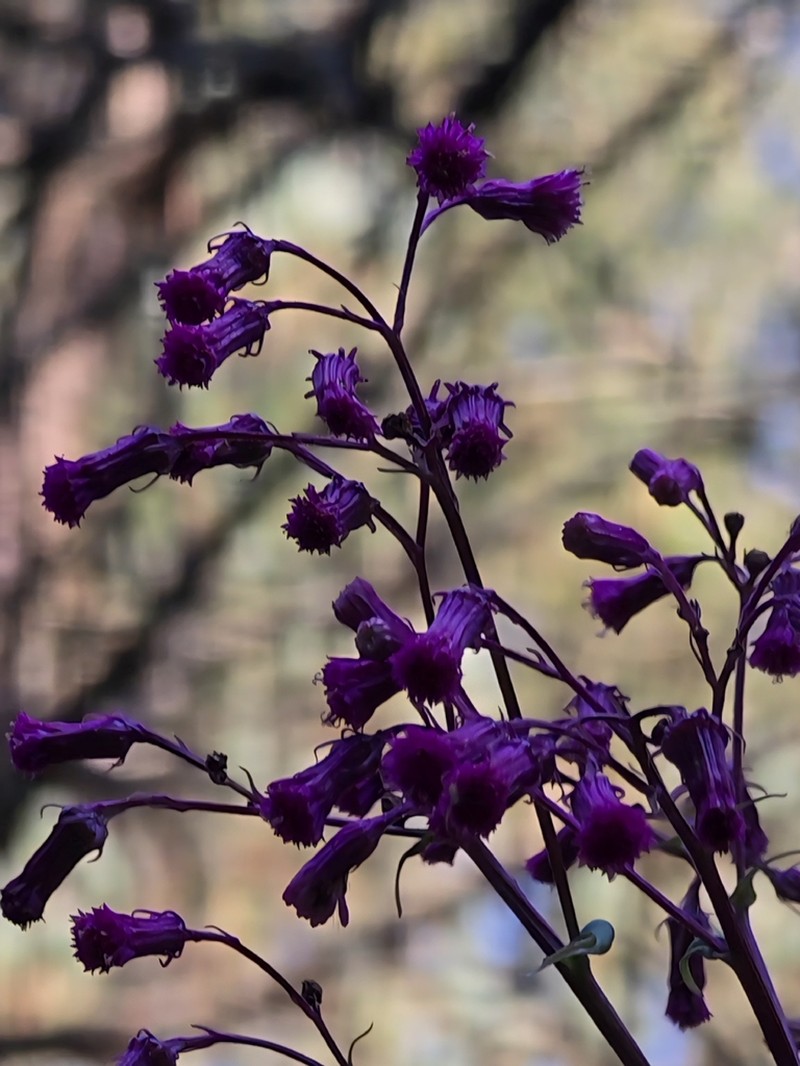 Senecio callosus photo 6