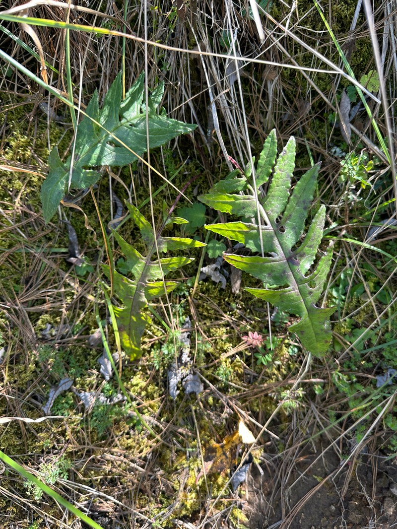 Senecio callosus photo 8