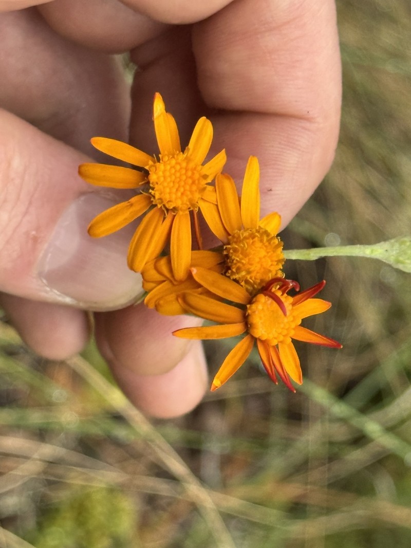 Senecio calocephalus