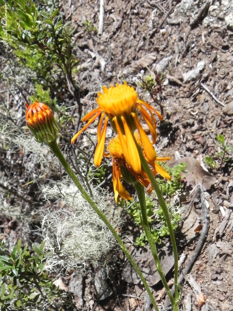 Senecio calocephalus photo 2