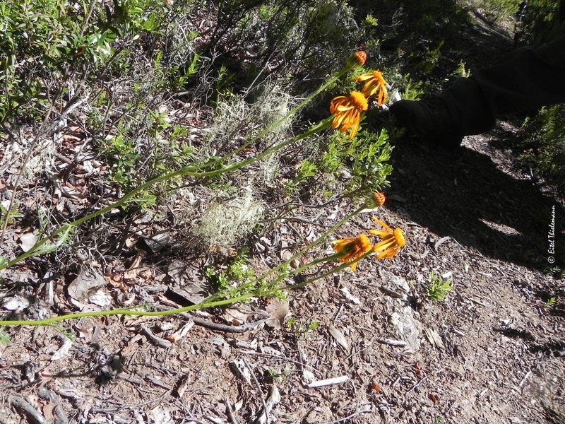 Senecio calocephalus photo 3