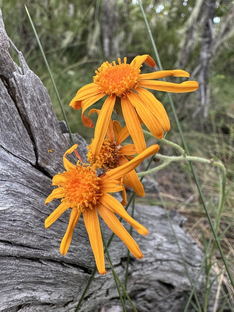 Senecio calocephalus photo 4