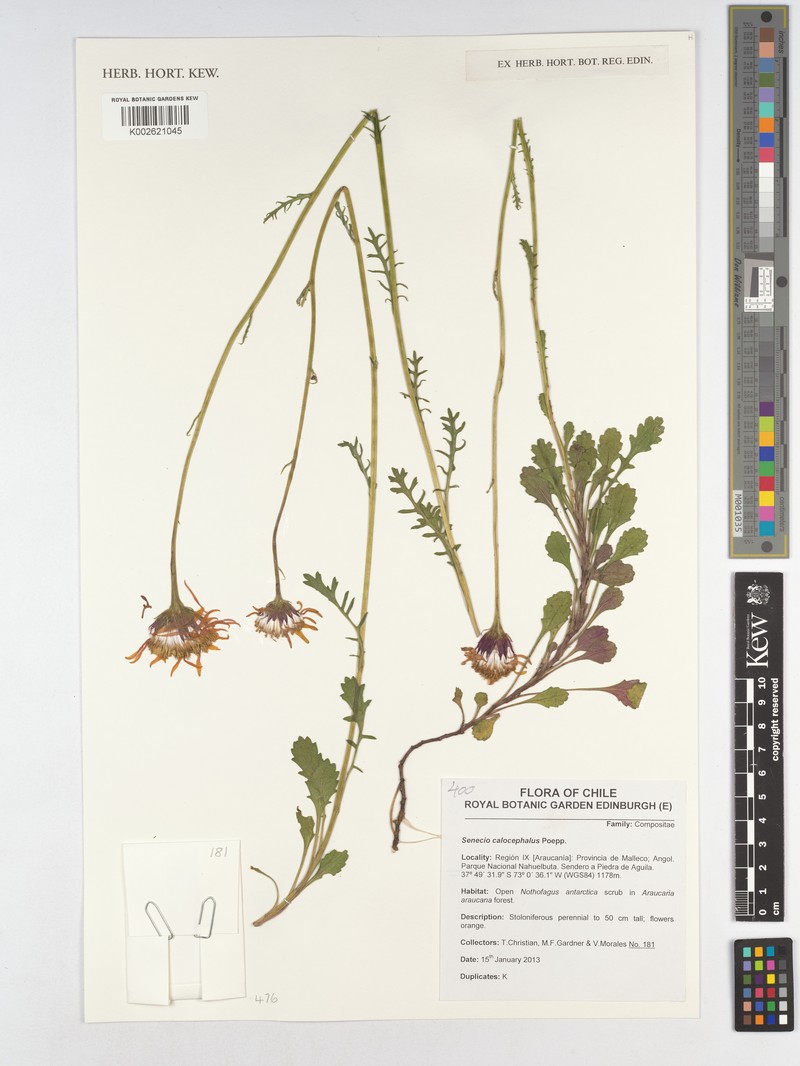 Senecio calocephalus photo 5