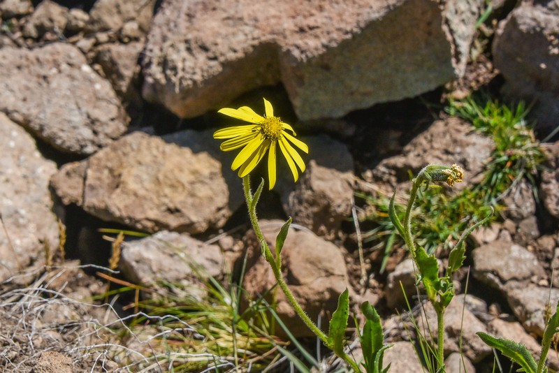 Senecio caloneotes