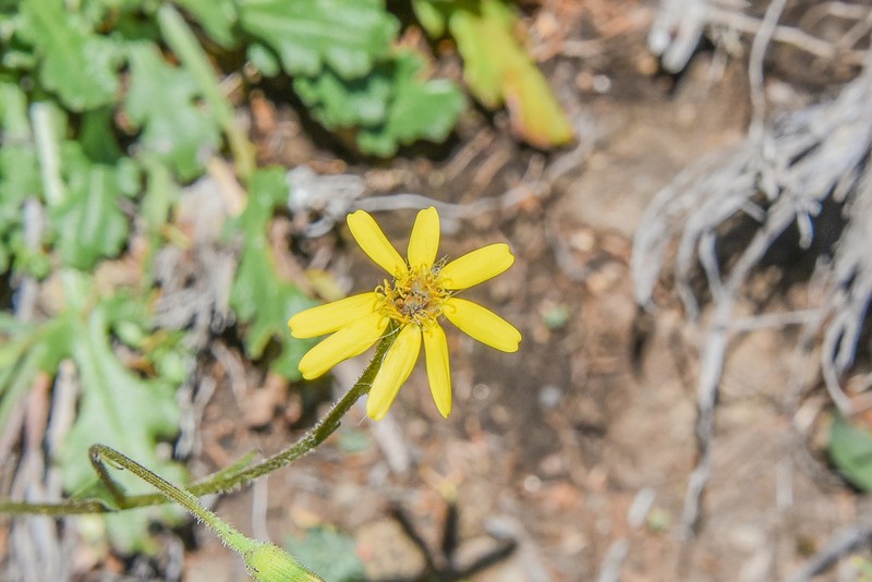 Senecio caloneotes photo 2
