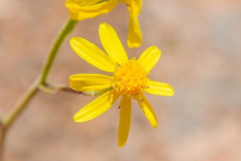 Senecio caloneotes photo 3