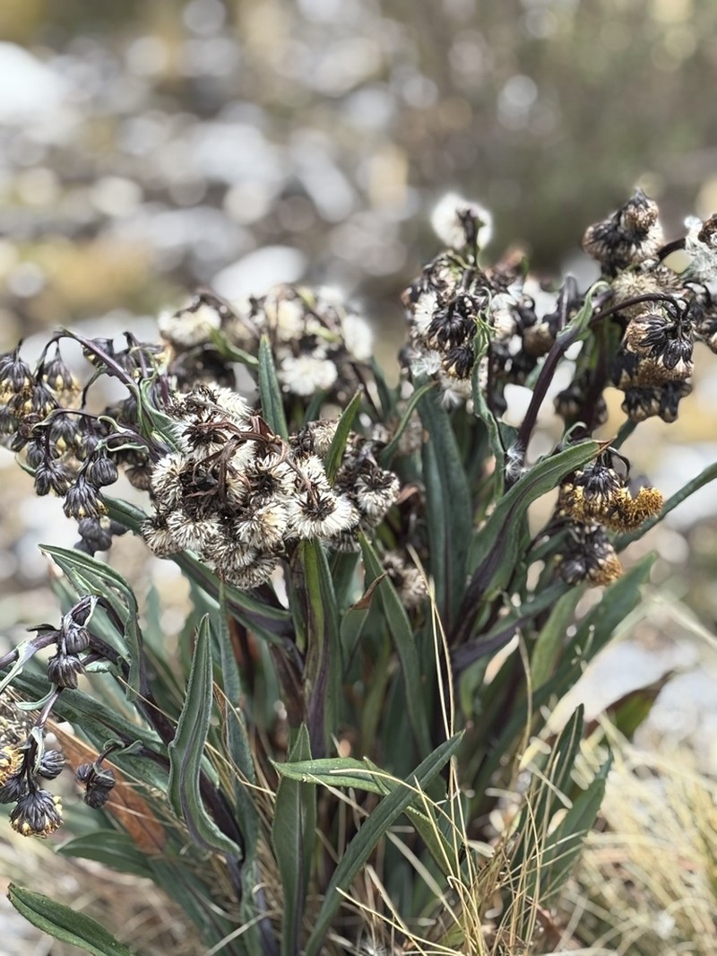 Senecio calvus
