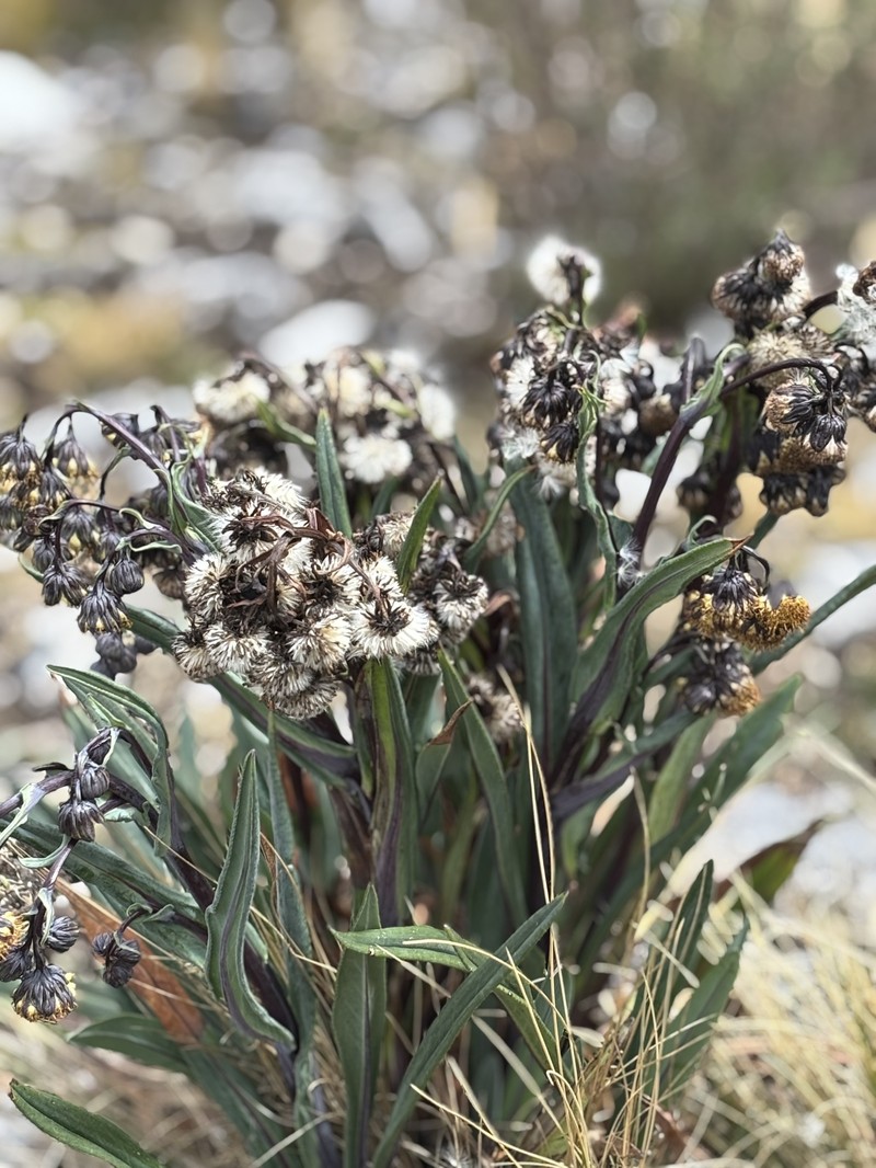 Senecio calvus photo 2