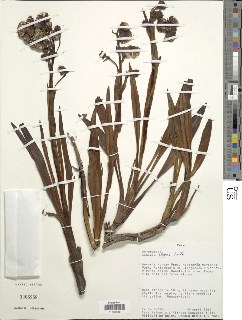 Senecio calvus photo 3