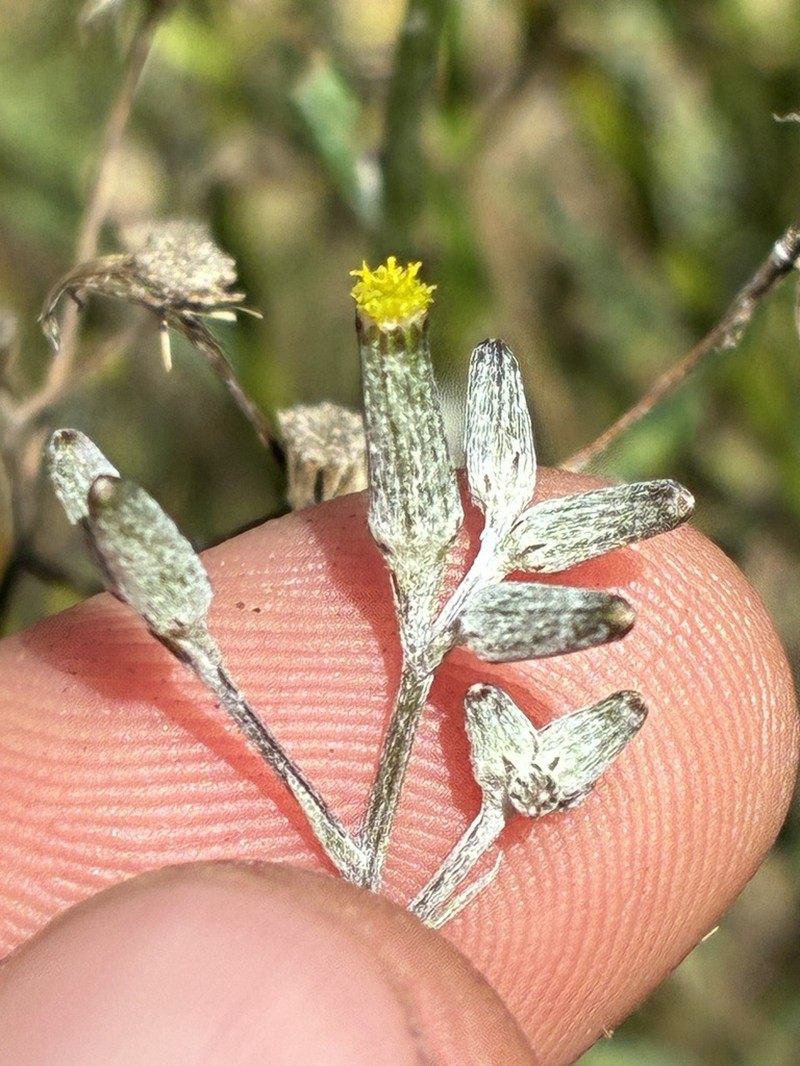 Senecio campylocarpus