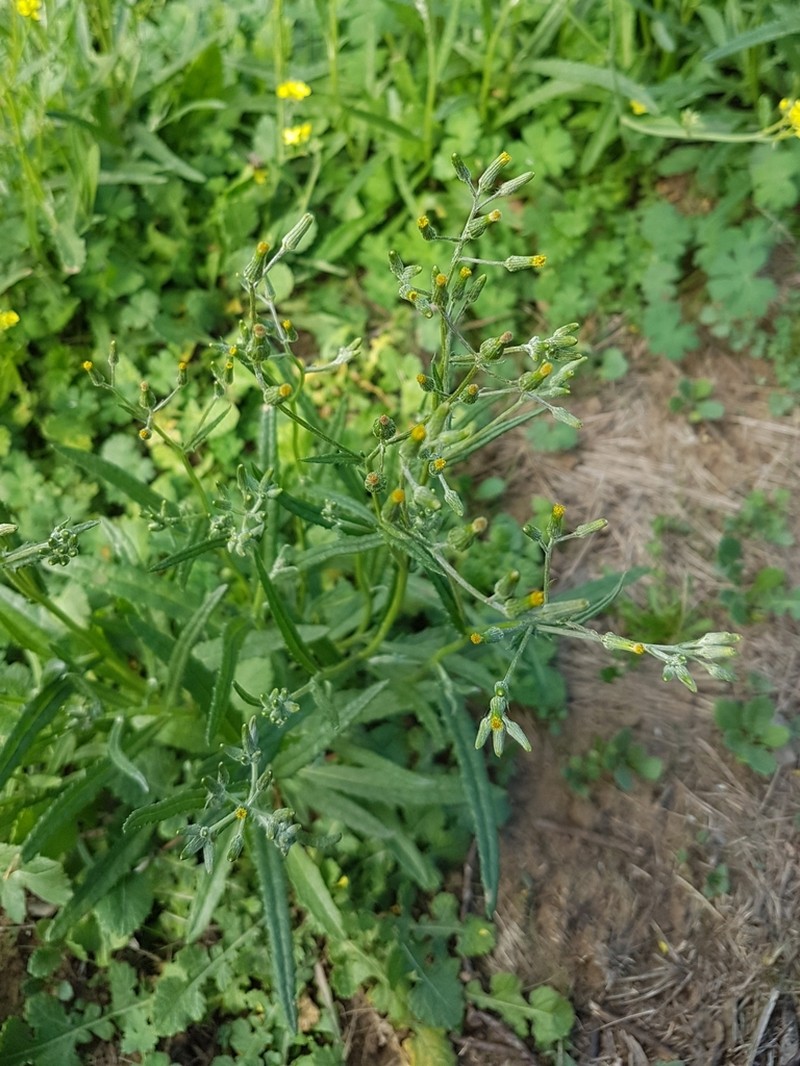 Senecio campylocarpus photo 3