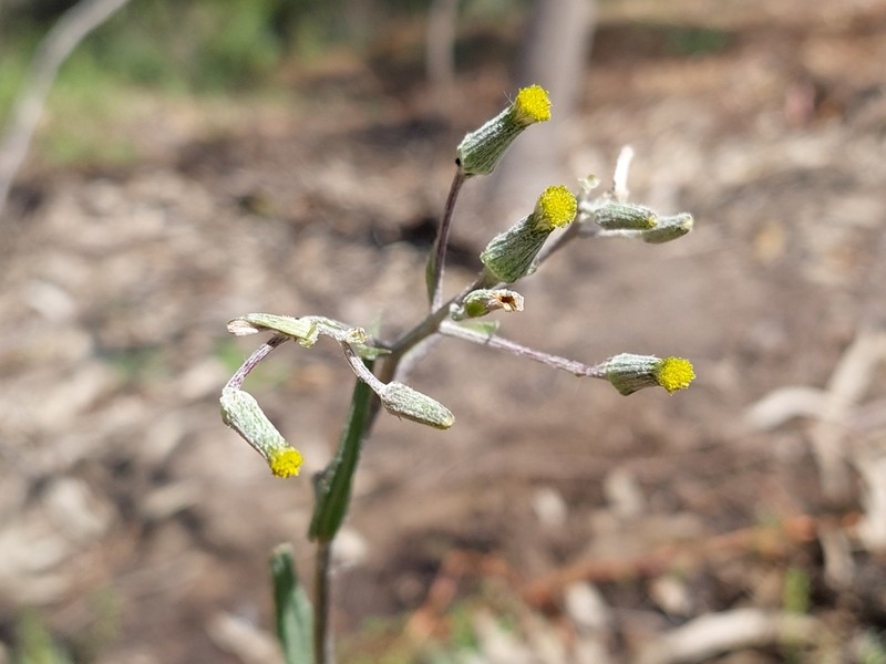 Senecio campylocarpus photo 4