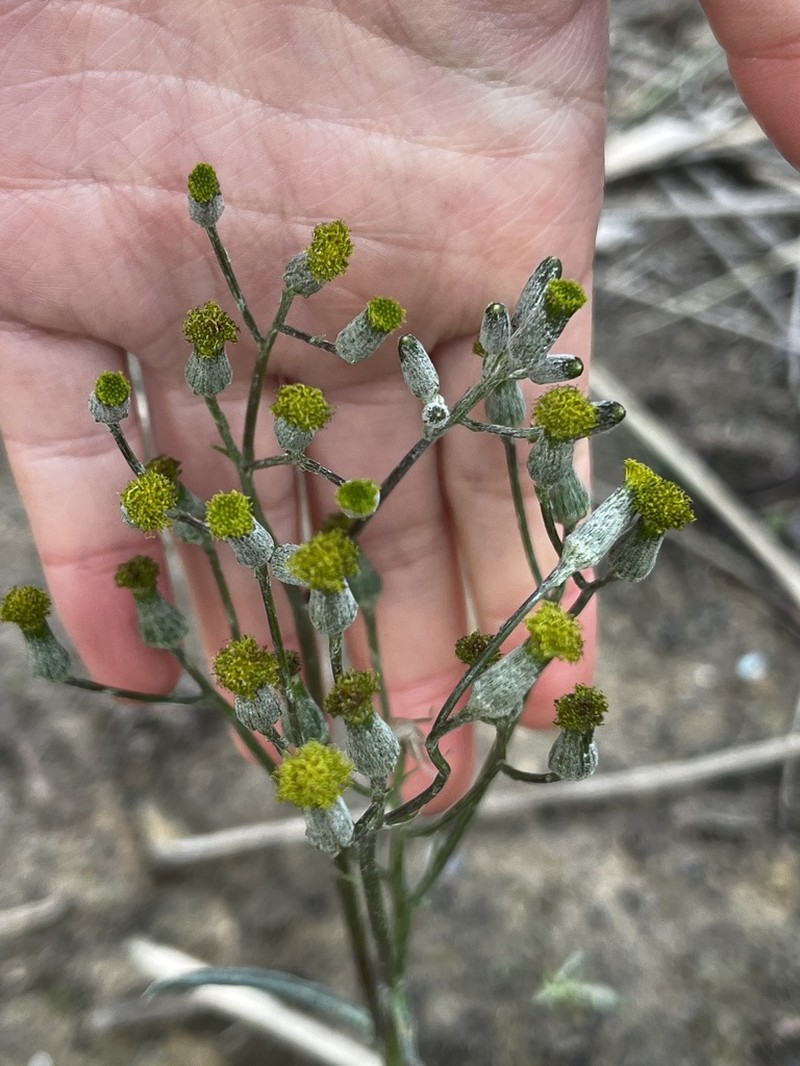 Senecio campylocarpus photo 5