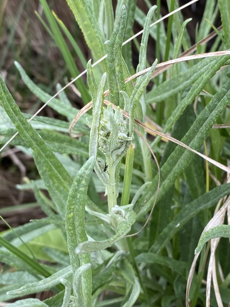 Senecio campylocarpus photo 6