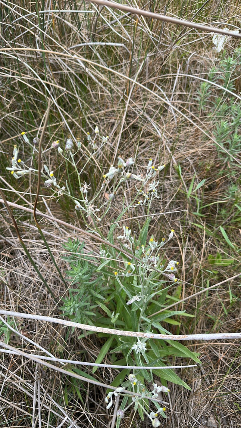 Senecio campylocarpus photo 8