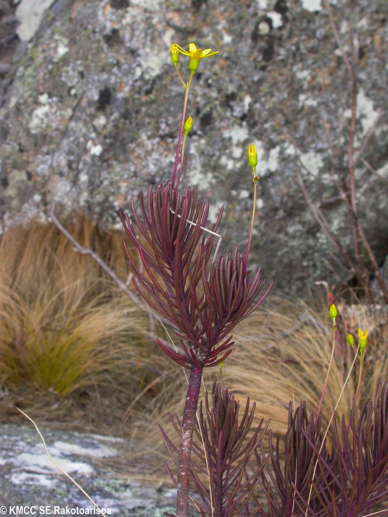Senecio canaliculatus