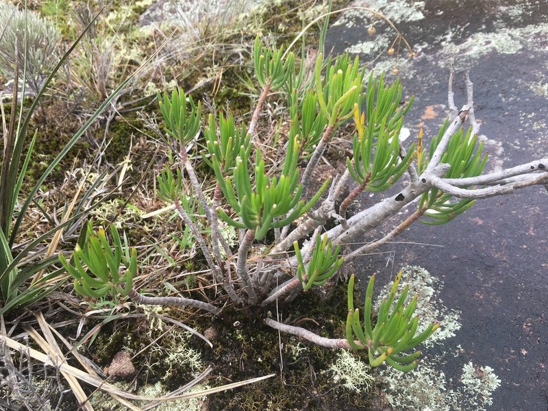 Senecio canaliculatus photo 5