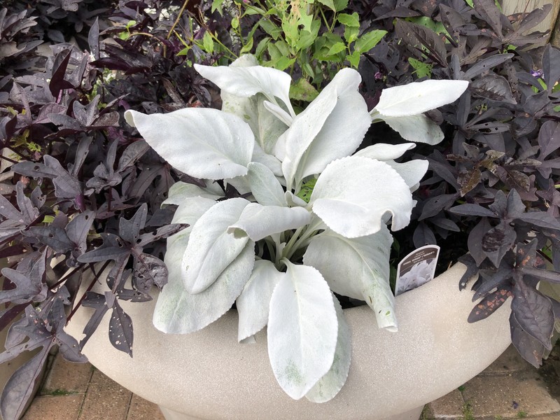 Senecio candicans