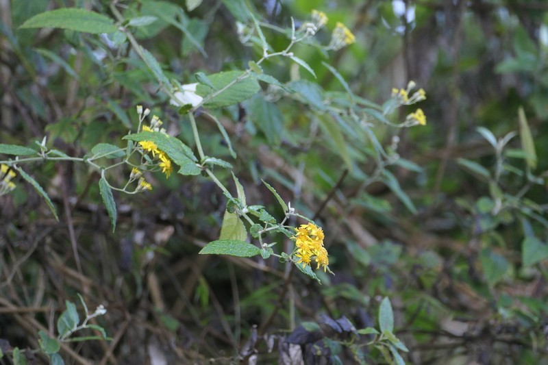 Senecio candicans photo 2