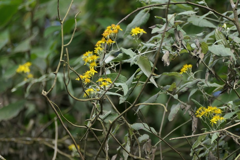 Senecio candicans photo 3