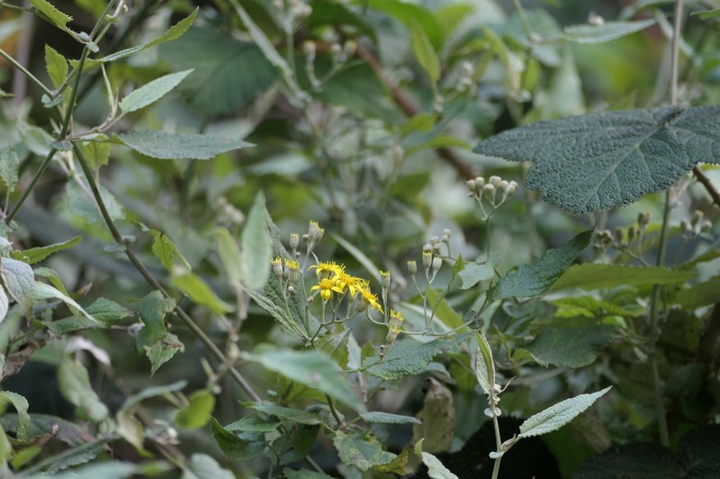Senecio candicans photo 4