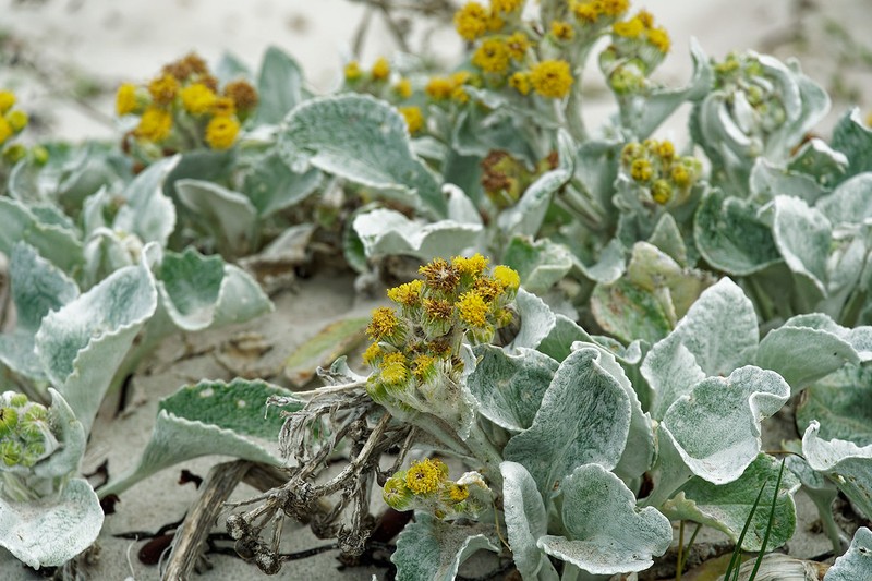 Senecio candicans photo 5
