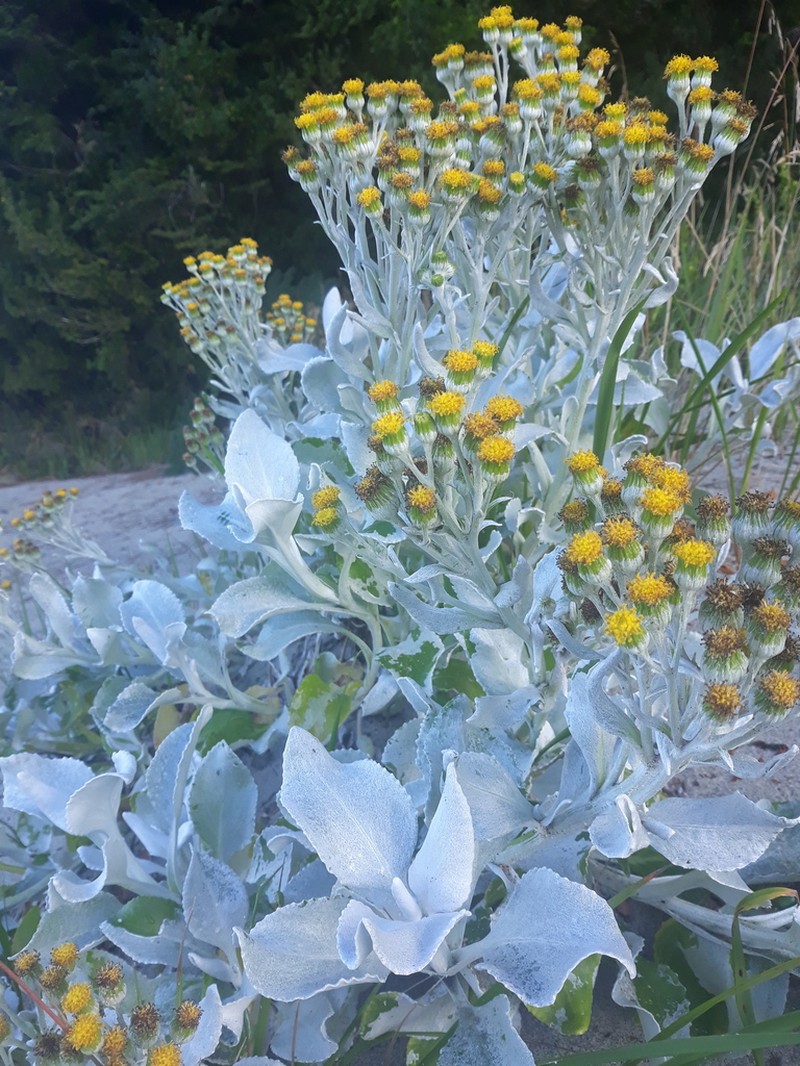Senecio candidans