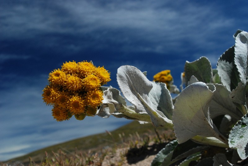 Senecio candidans photo 2