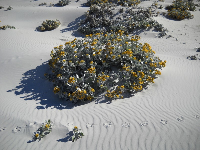 Senecio candidans photo 3