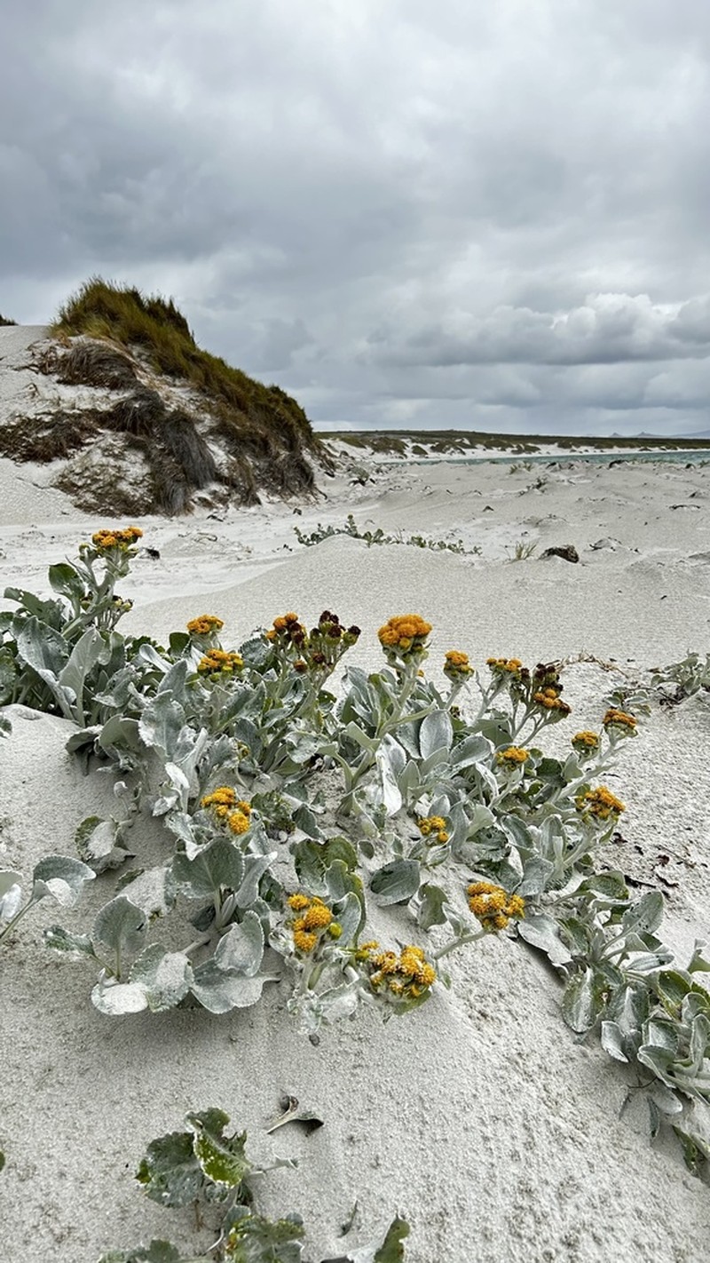 Senecio candidans photo 4