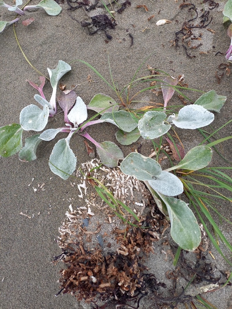 Senecio candidans photo 5