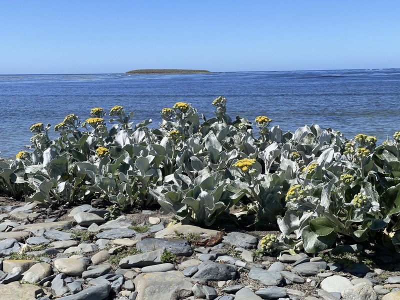 Senecio candidans photo 6