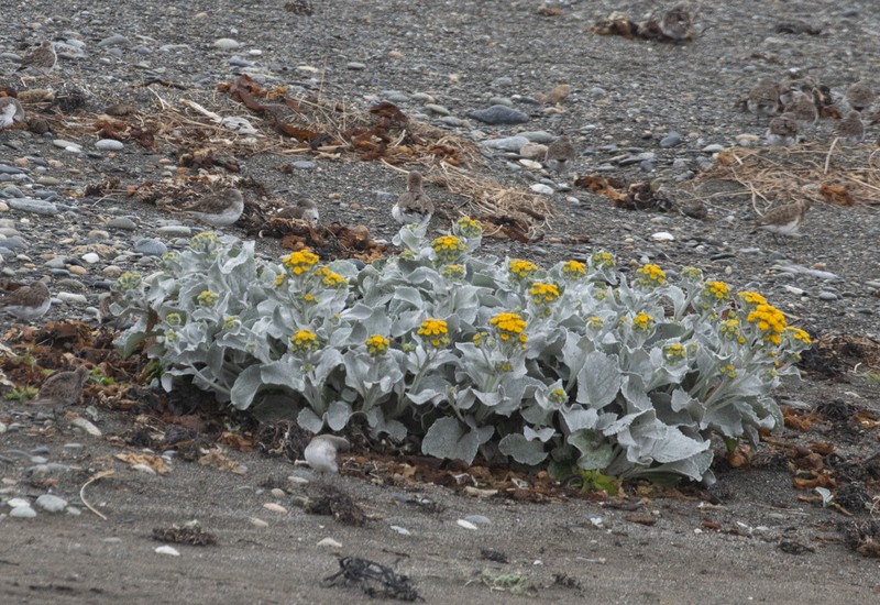 Senecio candidans photo 7