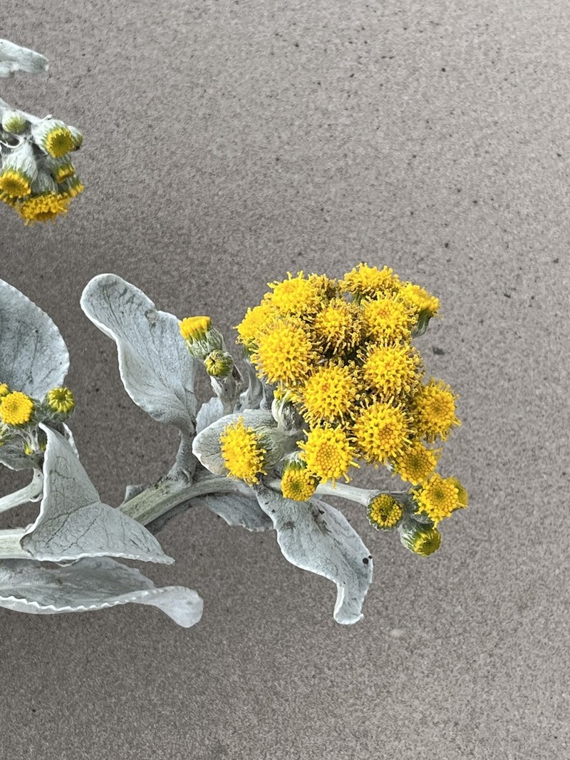 Senecio candidans photo 8