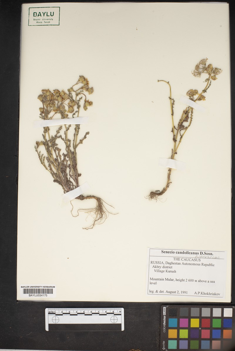 Senecio candolleanus