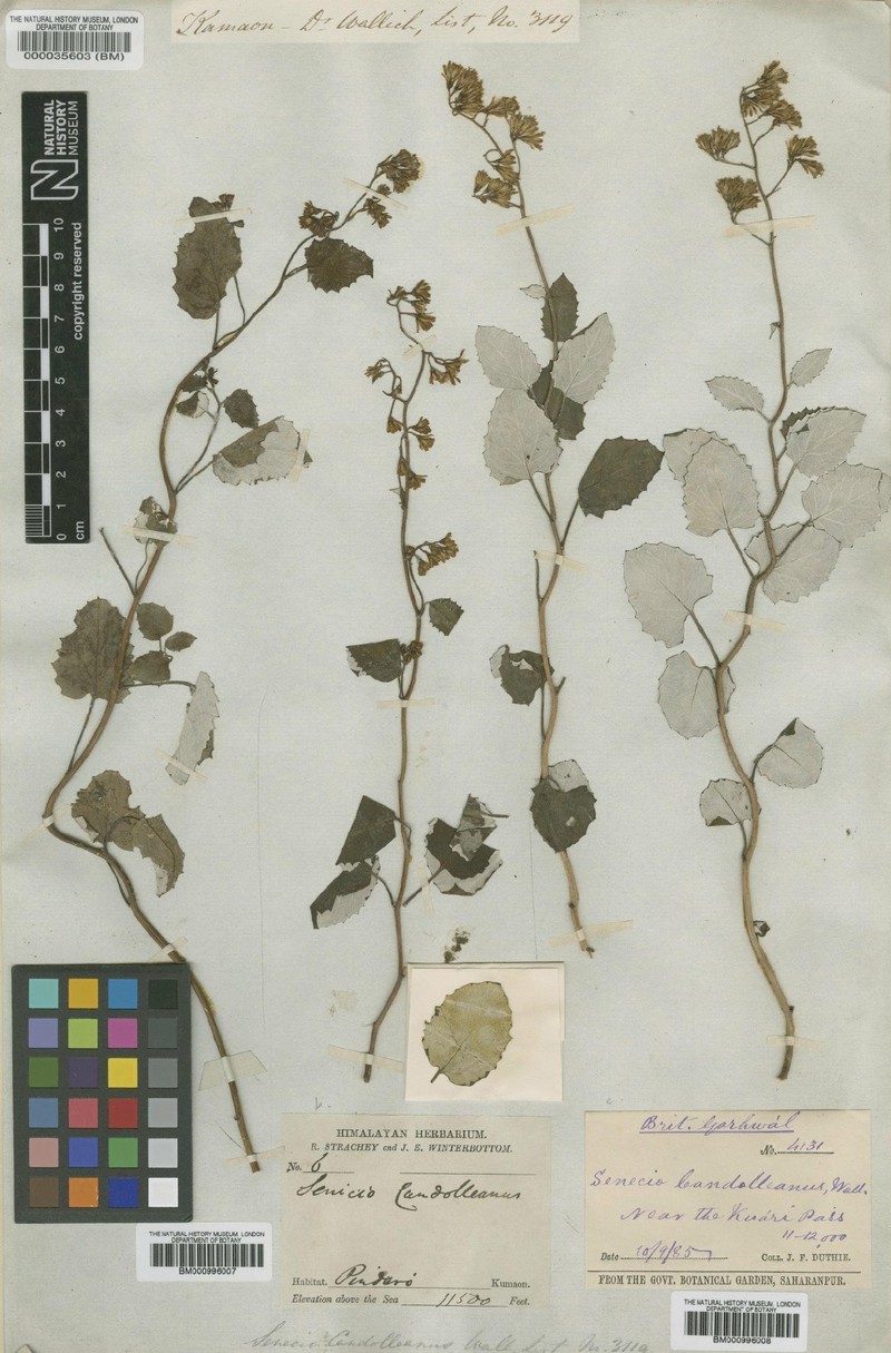 Senecio candolleanus photo 2