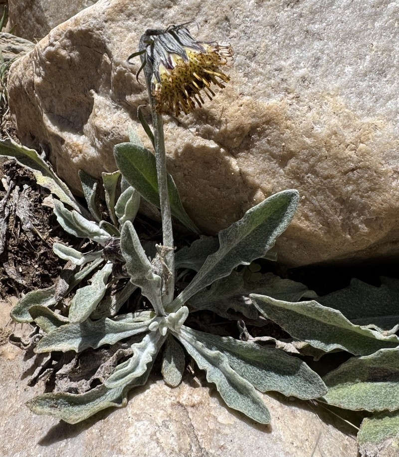 Senecio candollei