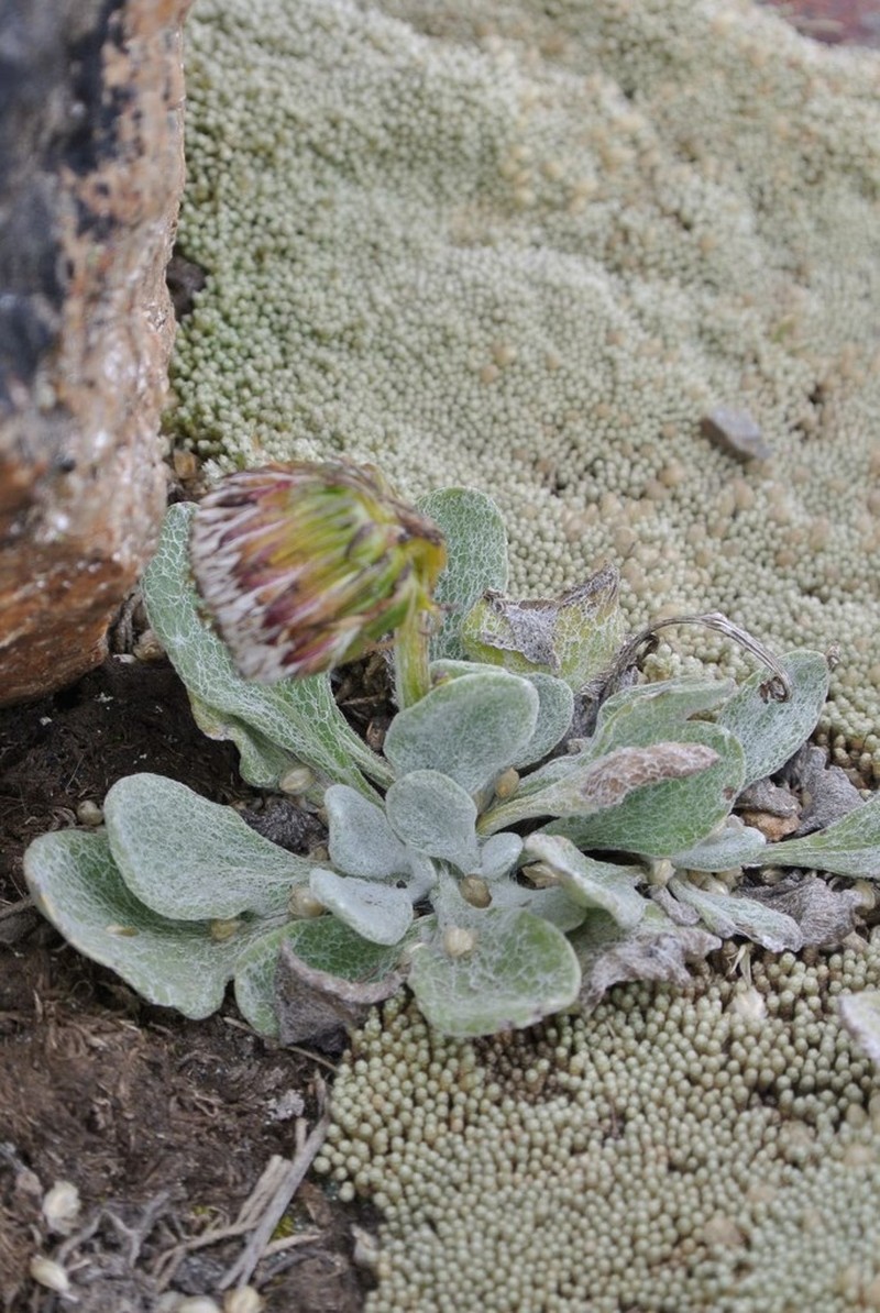 Senecio candollei photo 3