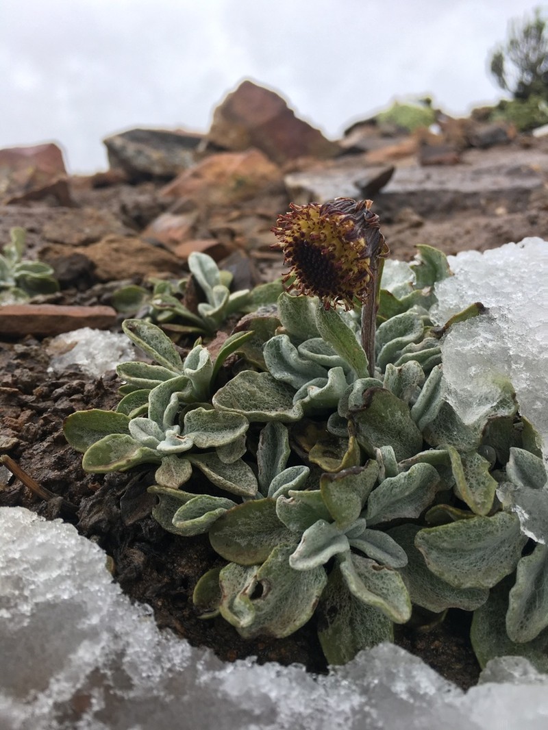 Senecio candollei photo 4