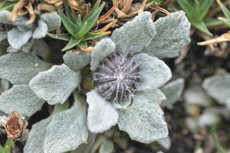 Senecio candollei photo 5