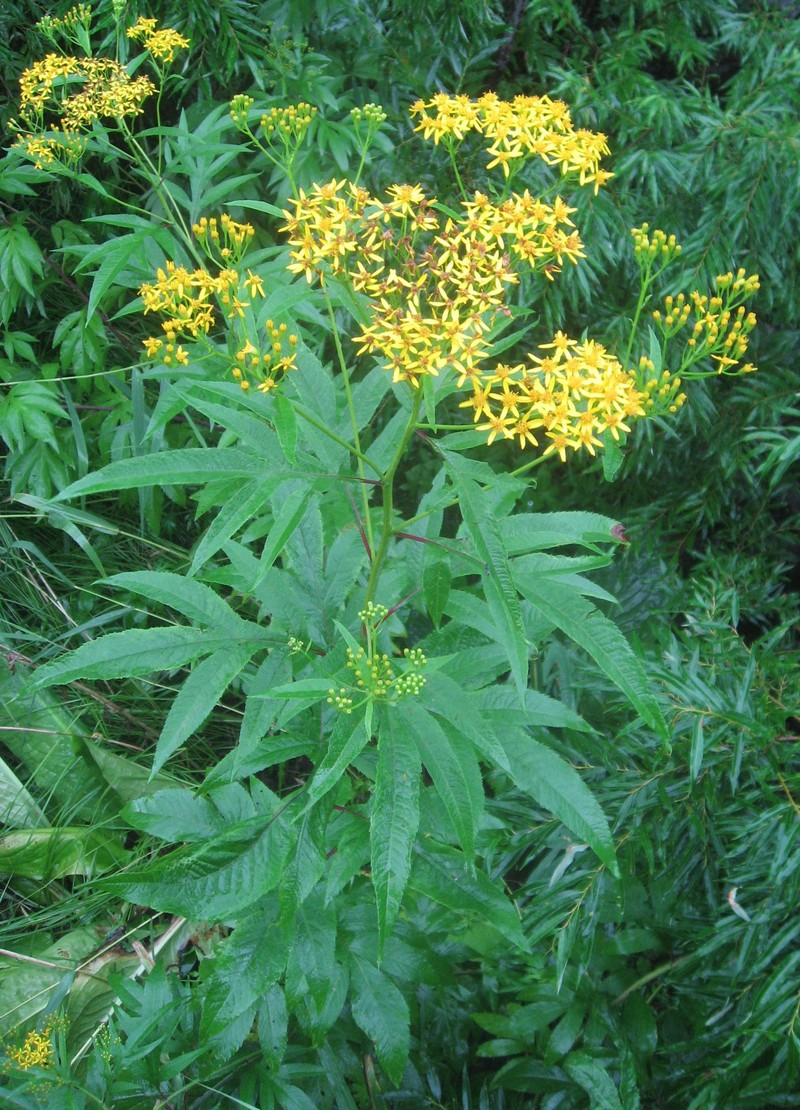 Aleutian Ragwort photo 2