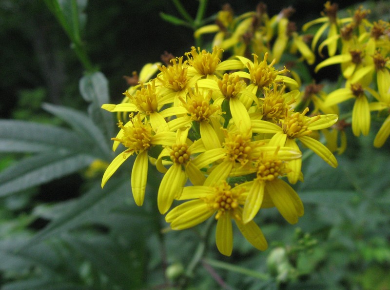 Aleutian Ragwort photo 3
