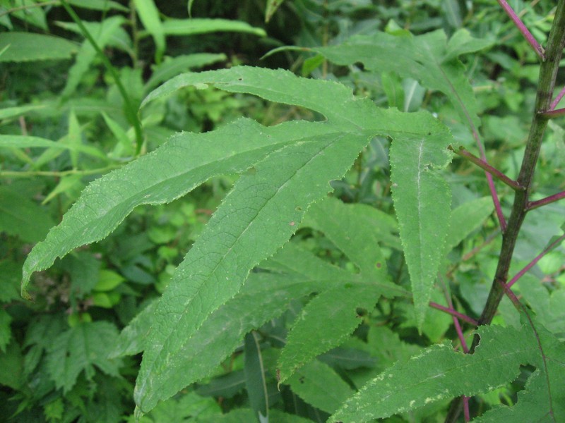 Aleutian Ragwort photo 4