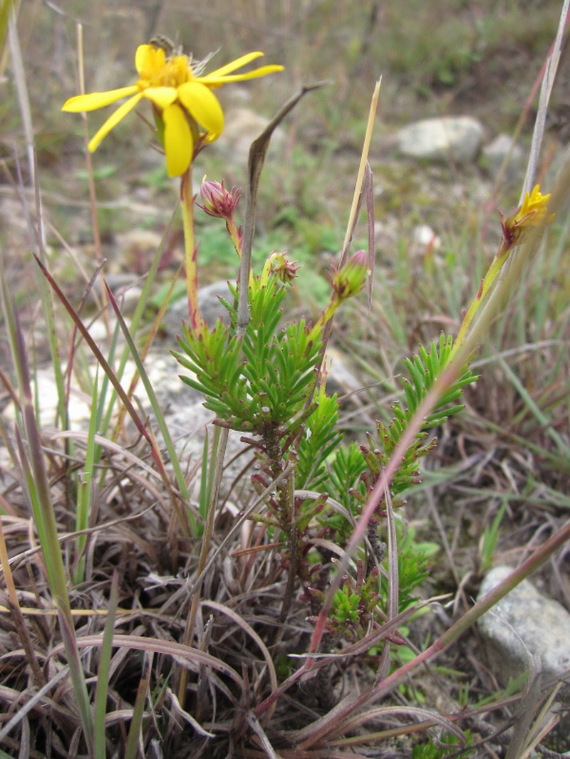 Senecio cano-purpureus
