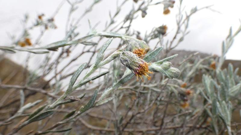 Senecio cano-purpureus photo 2