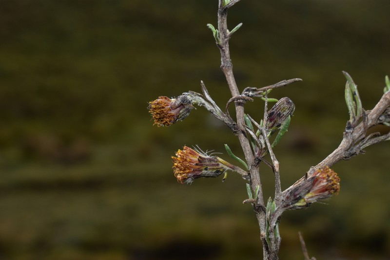 Senecio cano-purpureus photo 3