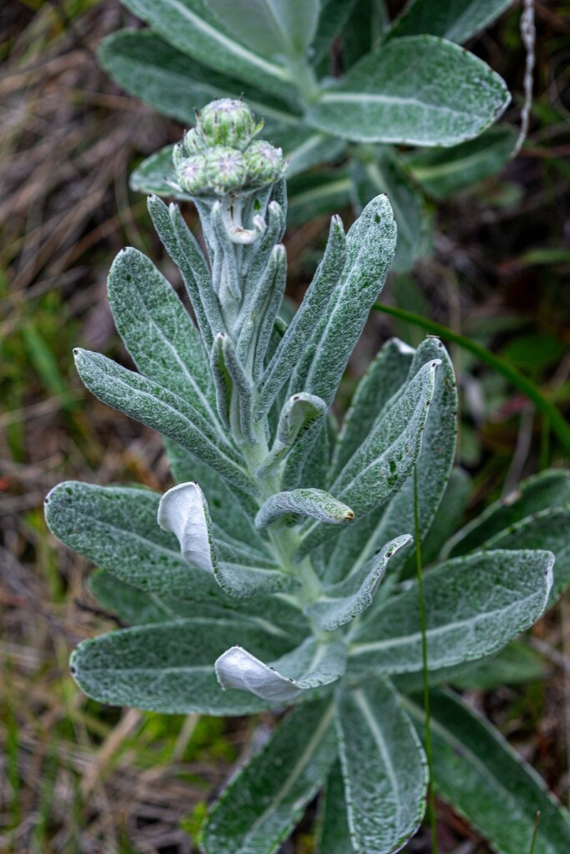 Senecio caparaoensis
